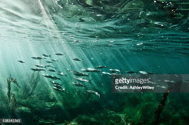 schule der fische schwimmen sie im pazifischen ozean - meeresalge stock-fotos und bilder
