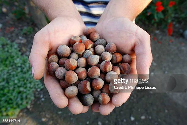 yamil memedov's son mustapha showing hazelnuts grown with a az 1,000 loan from findev finance for development - azerbaijan food stock pictures, royalty-free photos & images