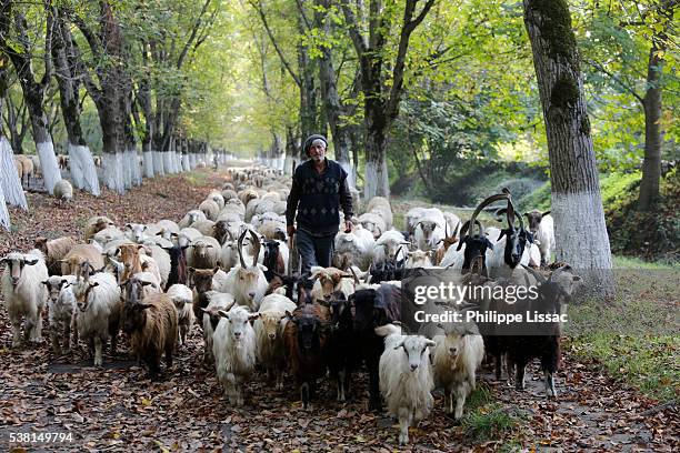 shepherd and flock in sheki province - azerbaijan sheki stock pictures, royalty-free photos & images