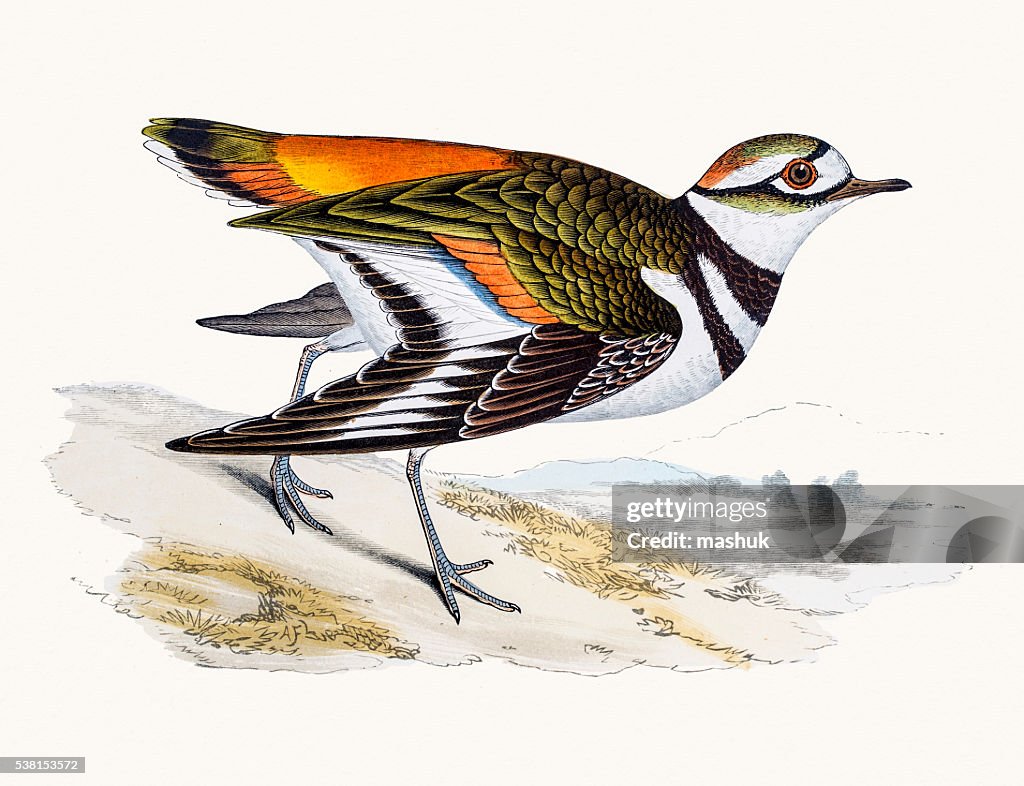 Killdeer plover bird