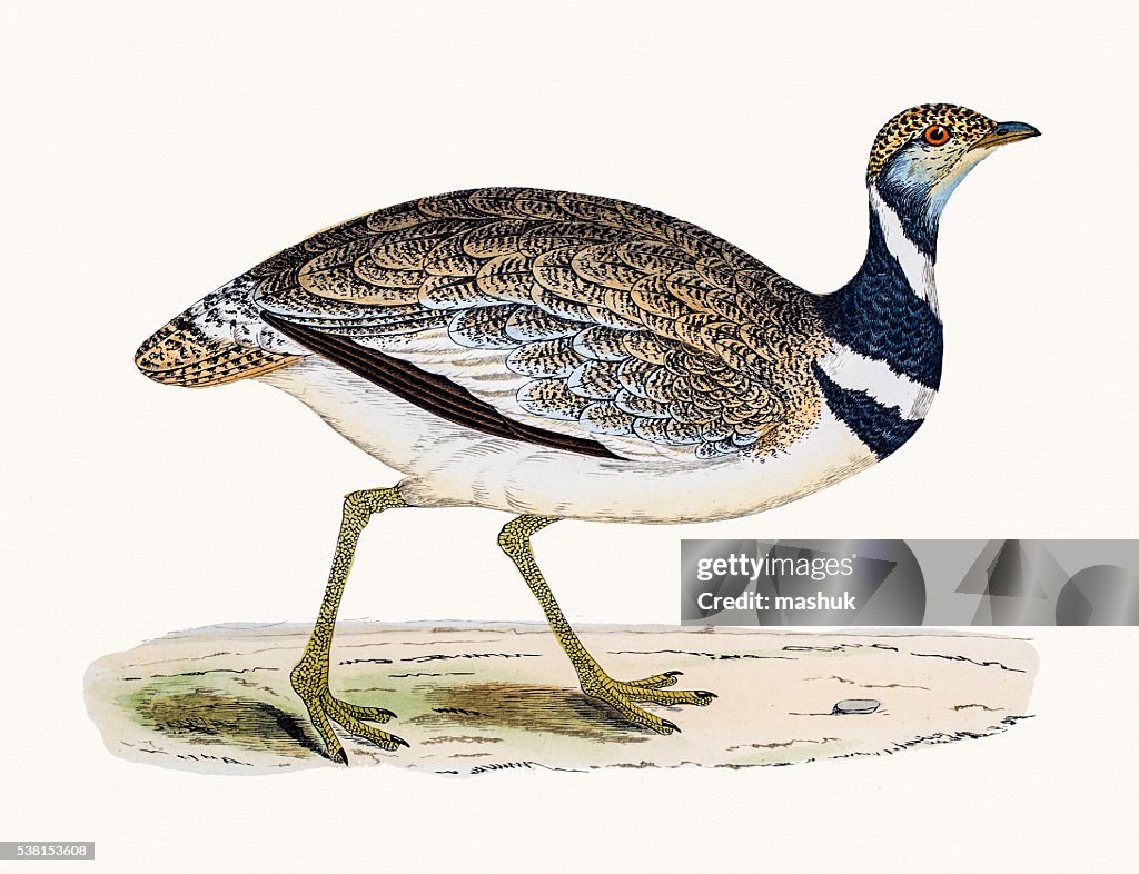 Little Bustard bird