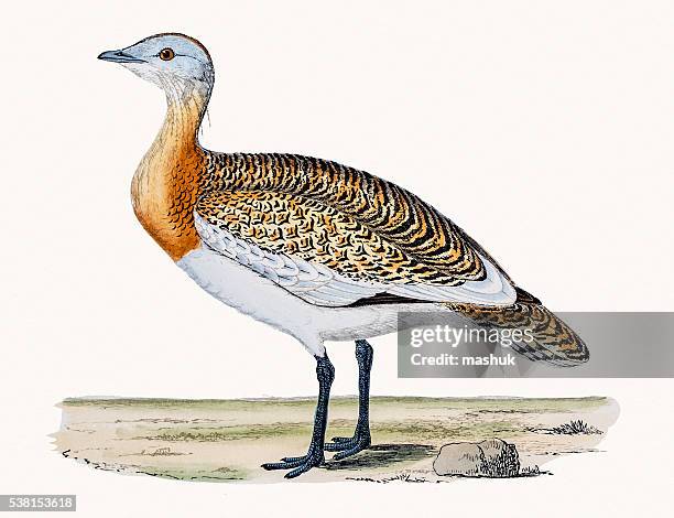great bustard bird - great bustard stock illustrations