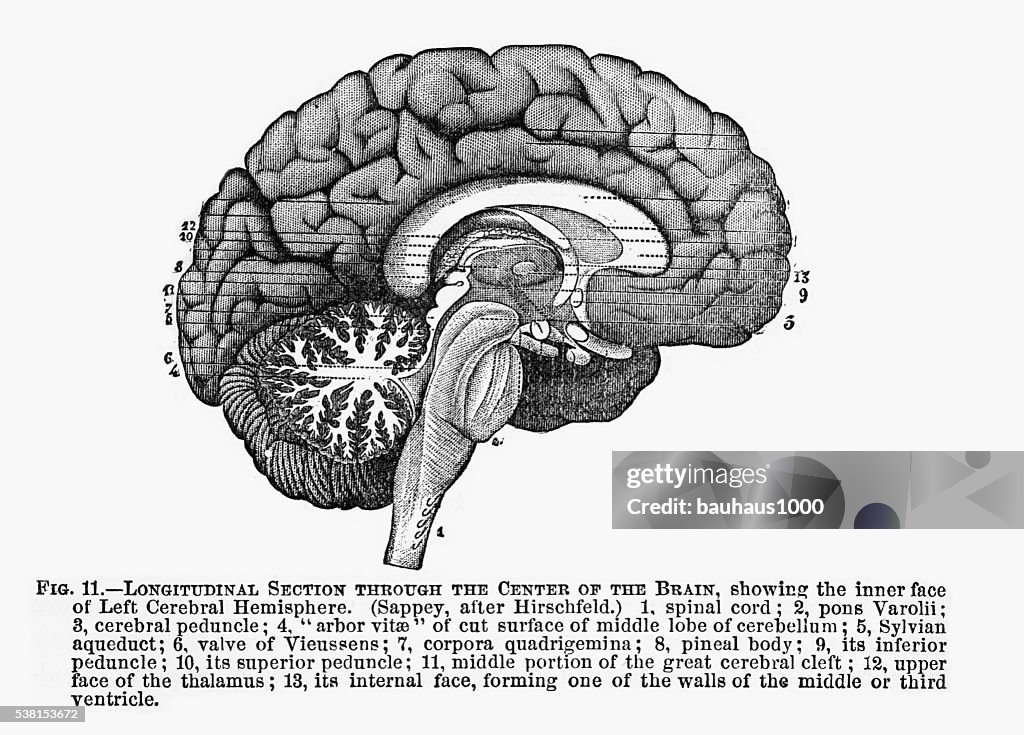 Abschnitt durch das Zentrum des Gehirns geprägtem Abbildung, 1880