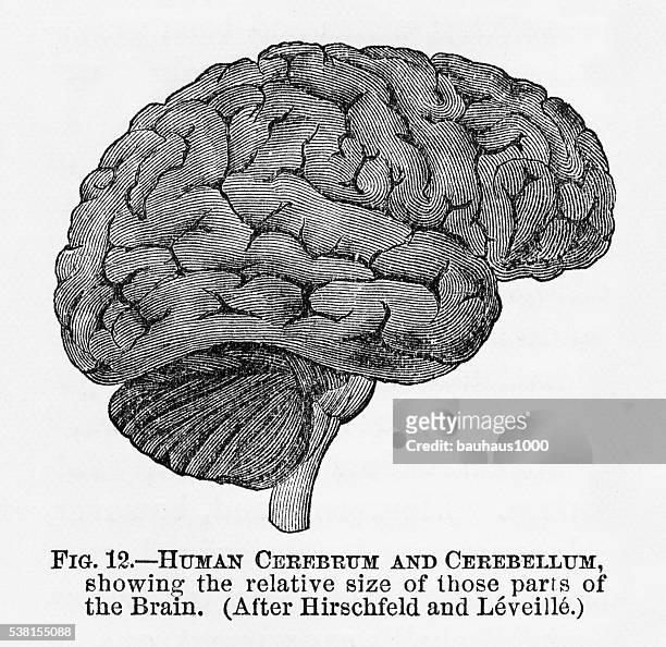 ilustraciones, imágenes clip art, dibujos animados e iconos de stock de el cerebro humano y cerebelo las marcas ilustración, alrededor de 1880 - optic nerve