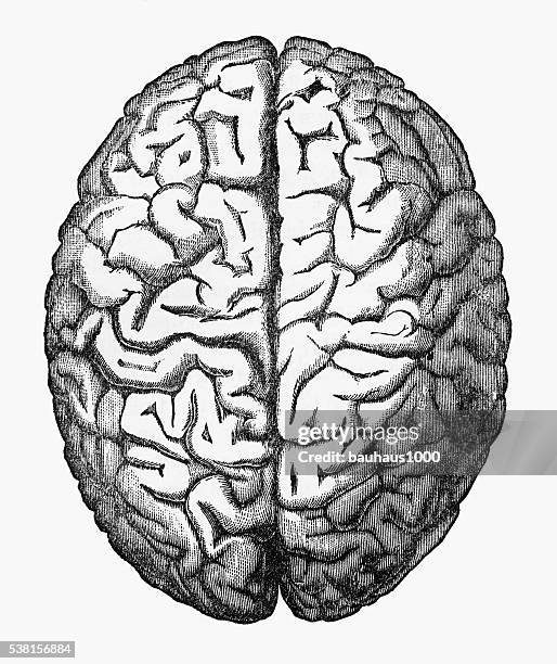 human brain isolated on white engraved illustration, circa 1880 - frontal lobe stock illustrations