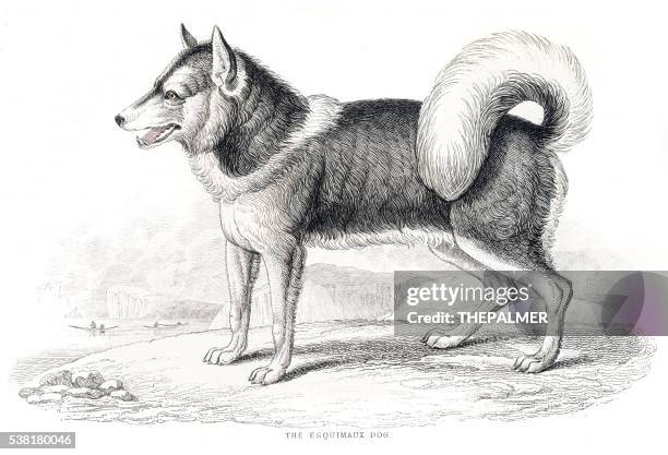 Eskimo Dog Engraving 1840 High-Res Vector Graphic