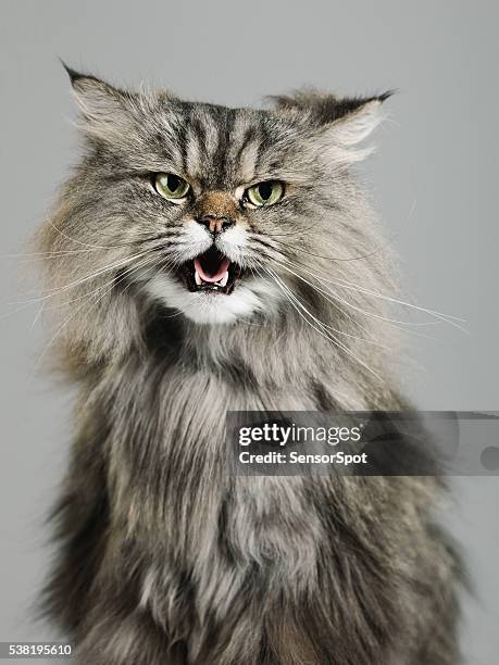 portrait of a persian cat - cat attitude stock pictures, royalty-free photos & images