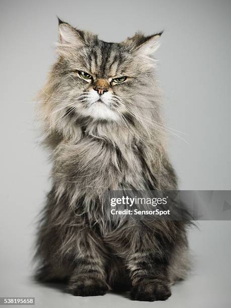 portrait of a persian cat - animal hair stock pictures, royalty-free photos & images