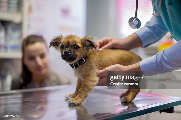 veterinarian stroking puppy - medical scrubs texture stock pictures, royalty-free photos & images