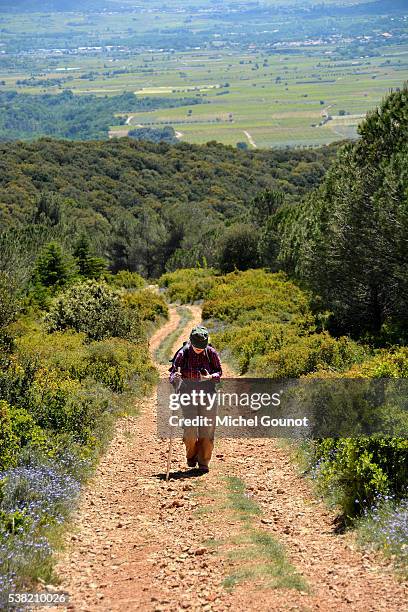 pilgrim walking on saint james's way - pilgrim stock pictures, royalty-free photos & images