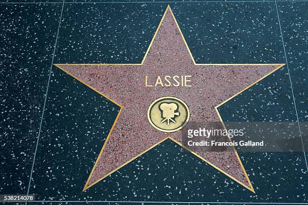 lassie's star on the walk of fame, hollywood bld, los angeles - walk of fame stock-fotos und bilder