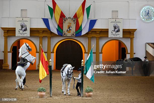 the royal andalusian school of equestrian art. show. - jerez de la frontera stockfoto's en -beelden