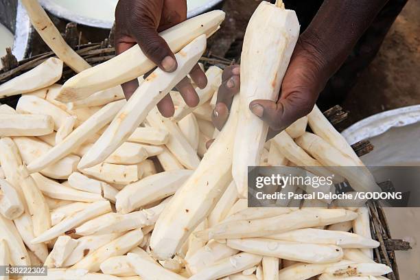 african village of datcha. harvesting of the cassava. - tapioca stock pictures, royalty-free photos & images