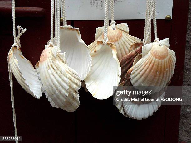 scallop shells, santiago pilgrimage symbols. - saint jean pied de port fotografías e imágenes de stock