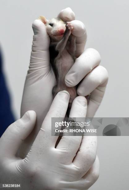 Rescued baby opossum is held by clinic worker Carla Zepeda at the Pelican Harbor Seabird Station in Miami, Florida, May 20 2016. A non-profit...