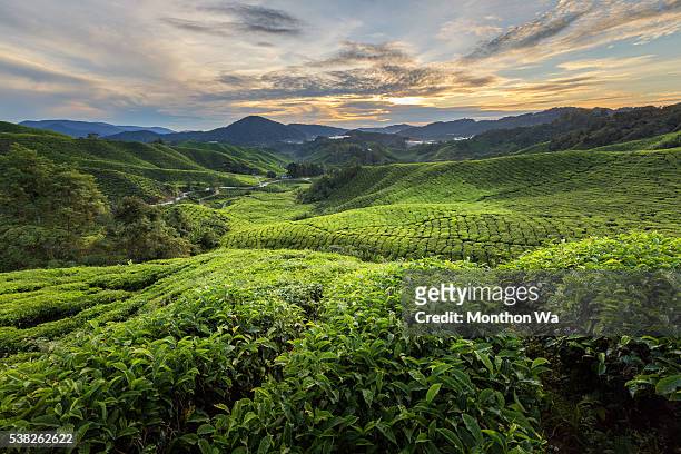 tea plantation in the cameron highland - cameron highlands stock pictures, royalty-free photos & images