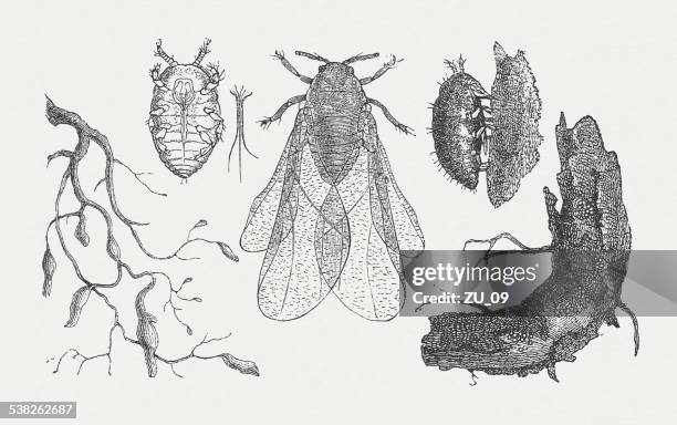 reblaus-zeit (phylloxera) - louse stock-grafiken, -clipart, -cartoons und -symbole