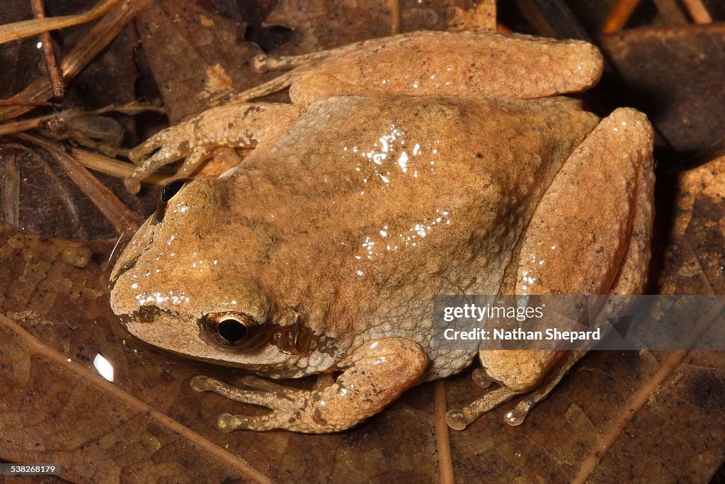 Mountain Chorus Frog (Pseudacris brachyphona)
