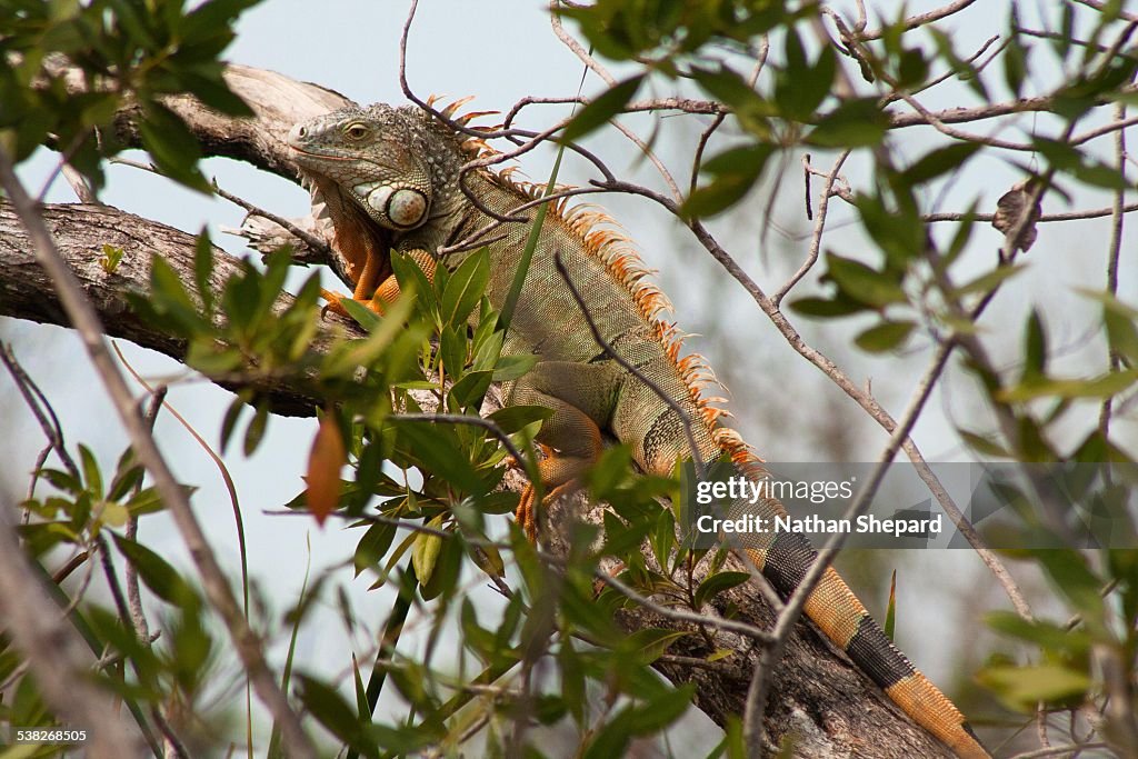 Green Iguana (Iguana iguana)