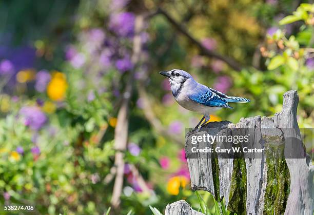 blue jay; - zangvogels stockfoto's en -beelden