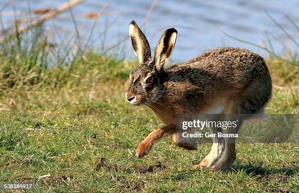 Hare Ffet 264 Hares Foot Stock Photos, High-Res Pictures, and Images - Getty Images