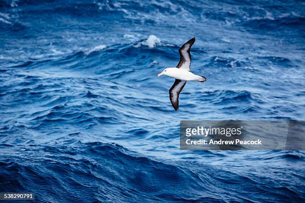 black-browed albatross above the southern ocean - albatross stock pictures, royalty-free photos & images
