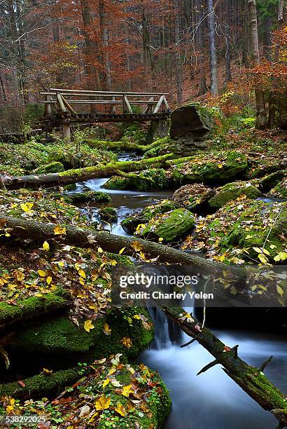autumn forest - moravia stock pictures, royalty-free photos & images