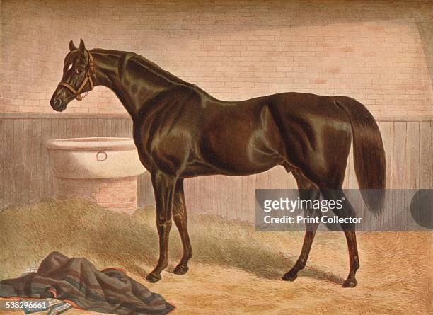 Gladiator, 19th century. Gladiator , French thoroughbred racehorse who won the English Triple Crown in 1865. From The Connoisseur Vol. VII [Otto...