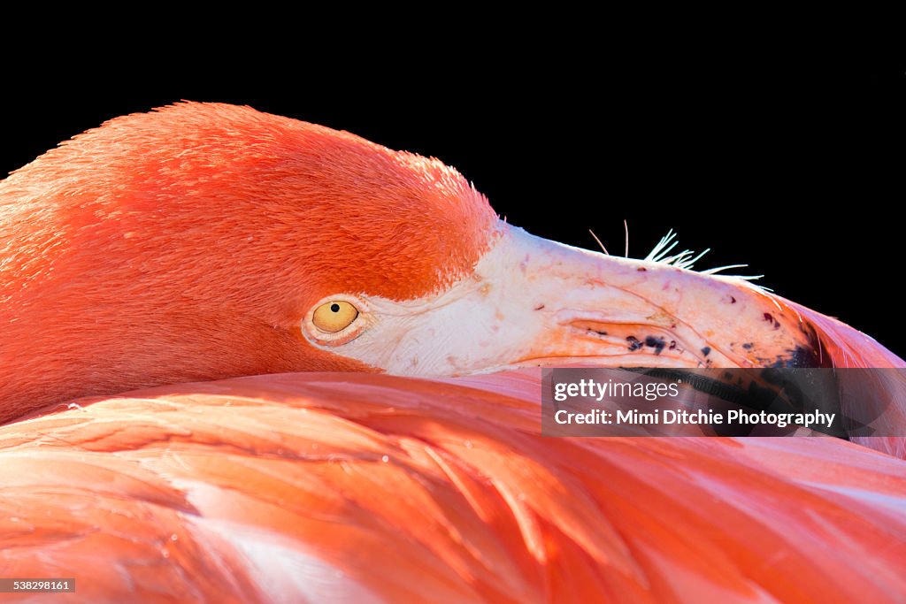 Flamingo In Repose
