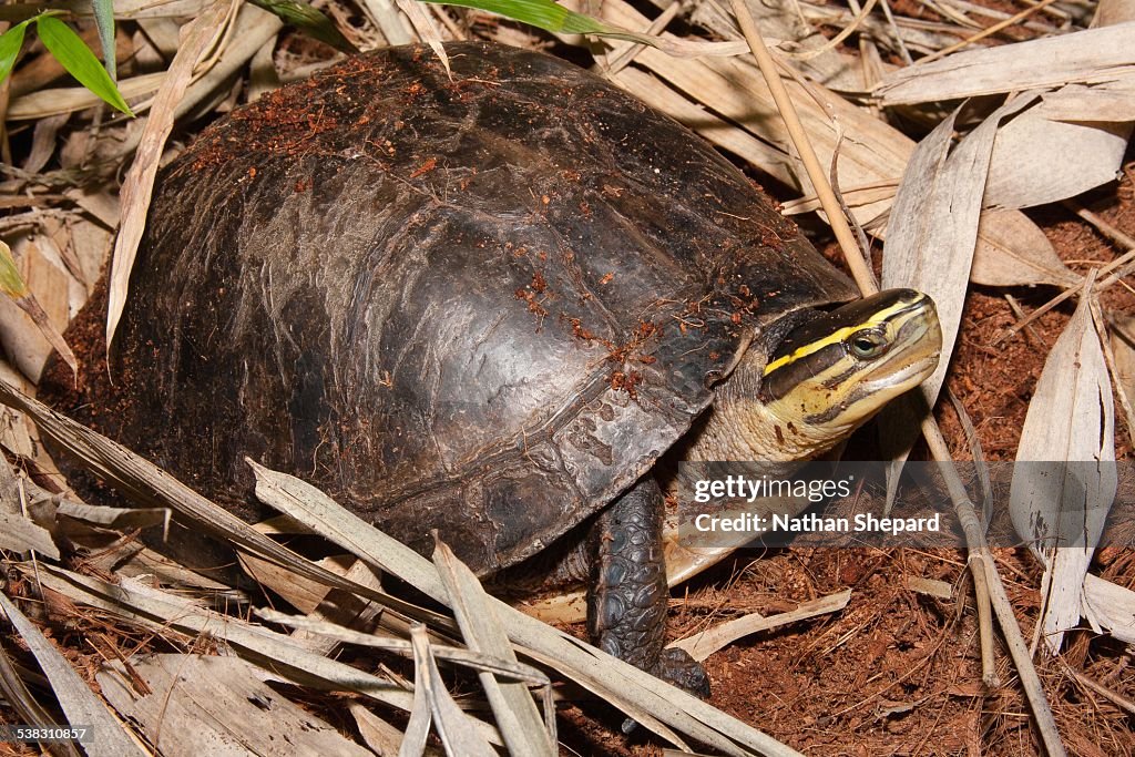 Asian Box Turtle (Cuora amboinensis)