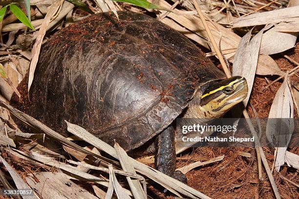 Asian Box Turtle Shell 128 Asian Box Turtle Stock Photos, High-Res Pictures, and Images ...
