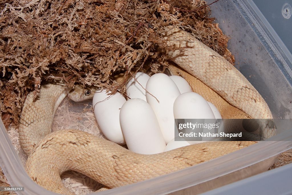Trans-Pecos Ratsnake (Bogertophis subocularis)