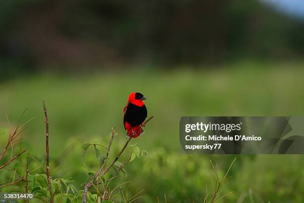 the northern red bishop. - euplectes orix stock pictures, royalty-free photos & images