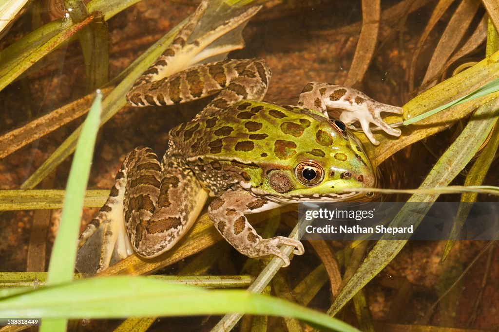 Chiricahua Leopard Frog (Rana chiricahuensis)
