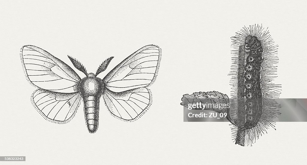 Yellow-tail (Euproctis similis, male), wood engraving, published in 1882