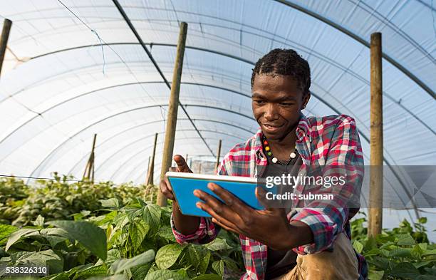 young african man checking tablet information in greenhouse - third world stock pictures, royalty-free photos & images