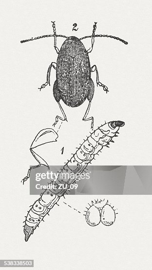 Cabbage Stem Flea Beetle (or Rape Flea Beetle, Psylliodes chrysocephala) Cabbage Stem Flea Beetle (or Rape Flea Beetle, Psylliodes chrysocephala)