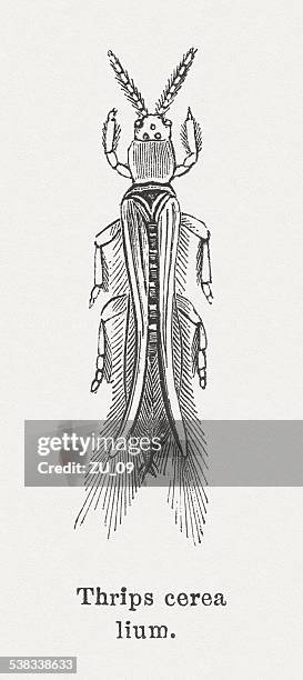 thrips (thysanoptera), wood engraving, published in 1882 - thrips stock illustrations