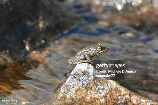mountain yellow-legged frog on a stone - d ca stock pictures, royalty-free photos & images