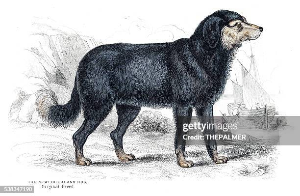 newfoundland dog engraving 1840 - newfoundland dog stock illustrations
