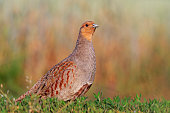 Grey partridge beautiful poses in the grass
