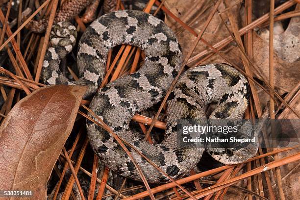 eastern hognose (heterodon platirhinos) - hognose snake fotografías e imágenes de stock