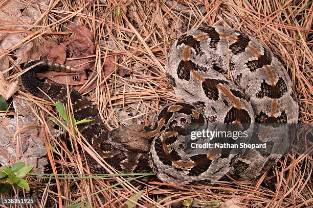 Timber Rattlesnake Teeth Timber Rattlesnake High-Res Stock Photo - Getty Images