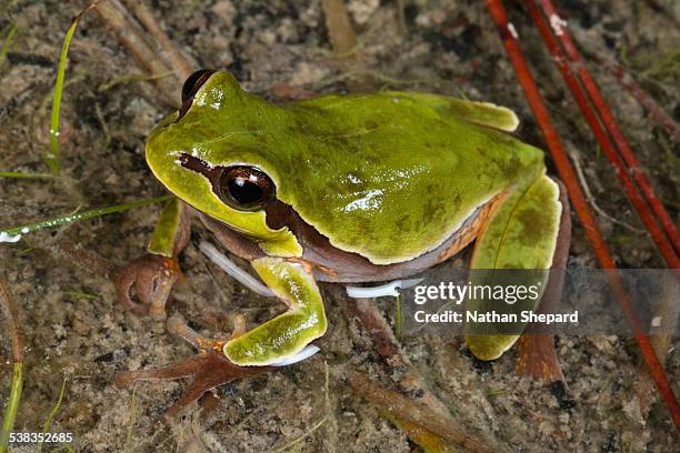 pine barren treefrog (hyla andersonii) - pine barrens tree frog stock pictures, royalty-free photos & images