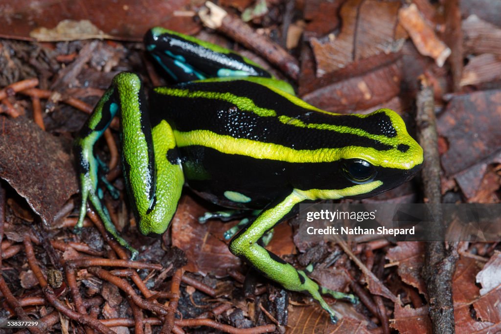 Three-striped Poison Frog (Ameerega trivittata)