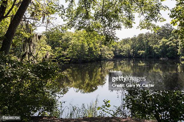 conway, sc river walk - conway south carolina stock pictures, royalty-free photos & images