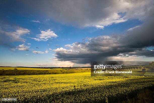Agricultural landscape with rapeseed field and dark thunderstorm clouds.