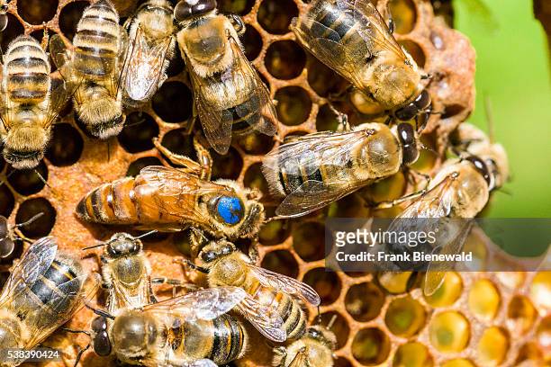 The blue marked Queen of a Carniolan honey bee colony is searching for a place to insert an egg.