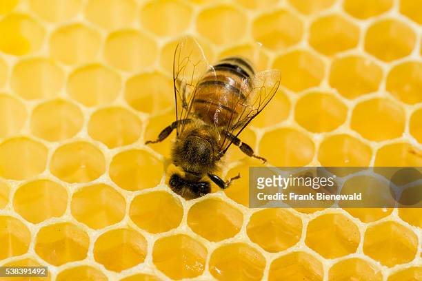 Carniolan honey bee is acting on a honeycomb.