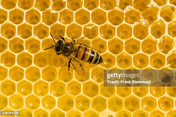 Carniolan honey bee is acting on a honeycomb.